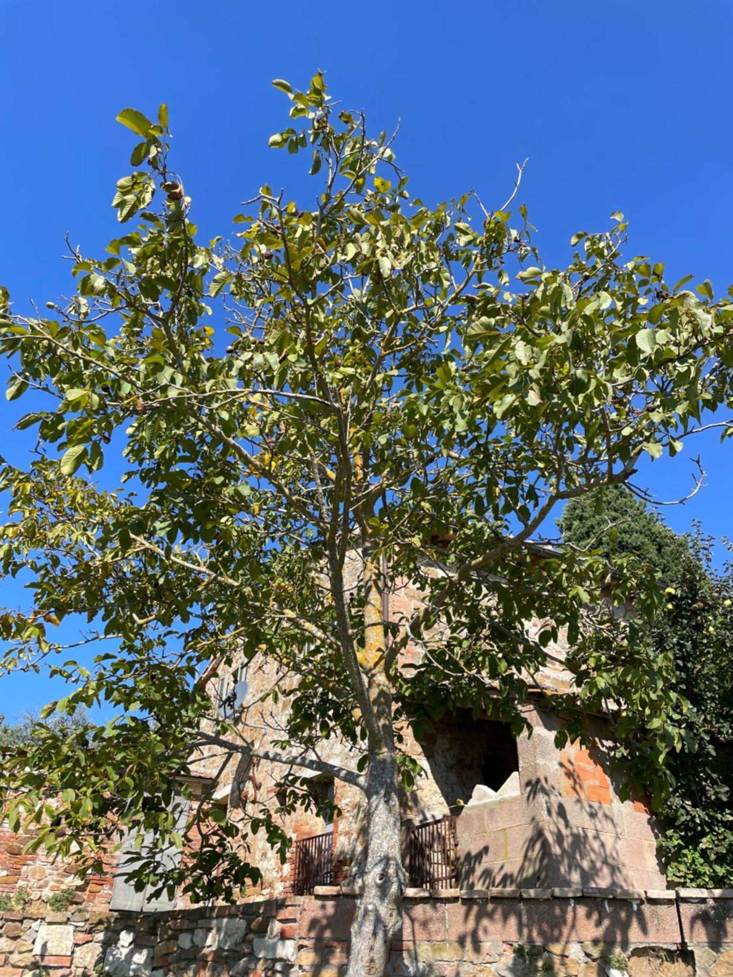 Appartamento Casamoira Trequanda Esterno foto